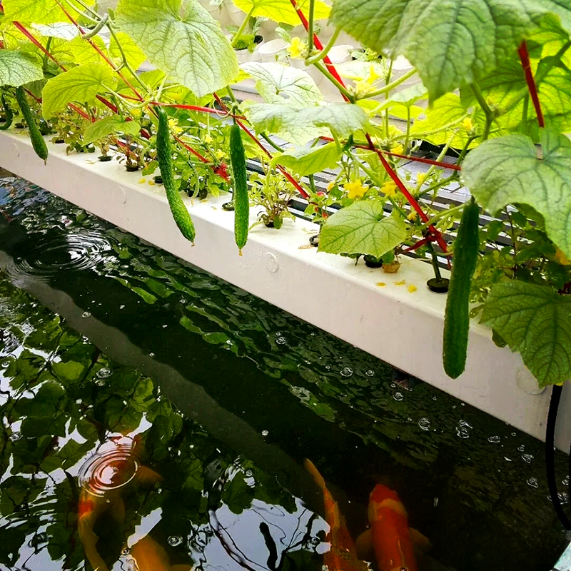 梧州市蔬菜大棚鱼菜共生 - 推荐
